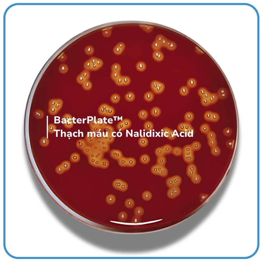 05005 - BacterPlate™ Thạch máu có Nalidixic Acid