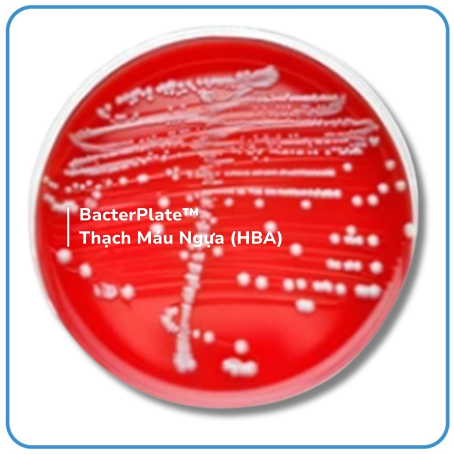 BacterPlate™ Horse Blood Agar (HBA) - Bacterlab