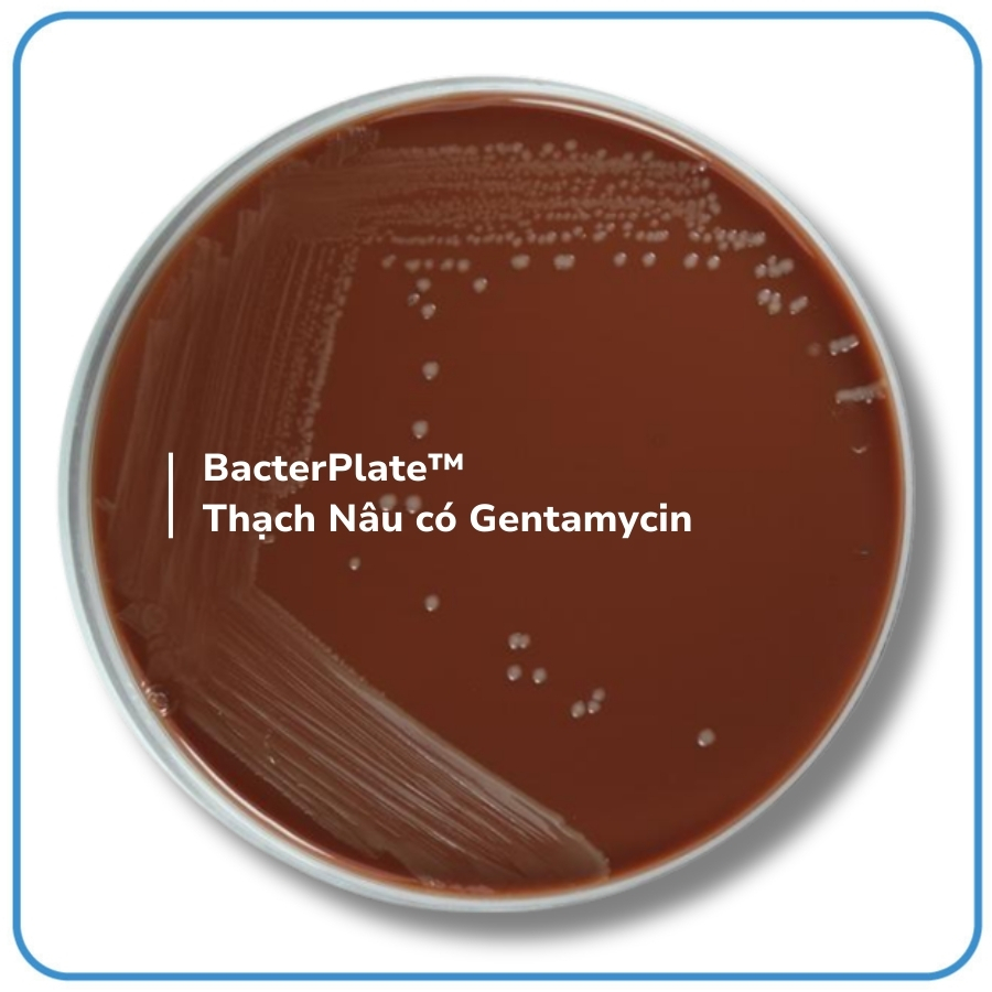 05015 - Thạch Nâu có Gentamycin