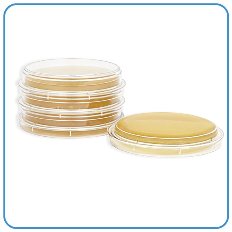BacterContact™ Sabouraud Dextrose Agar + Neutralizing